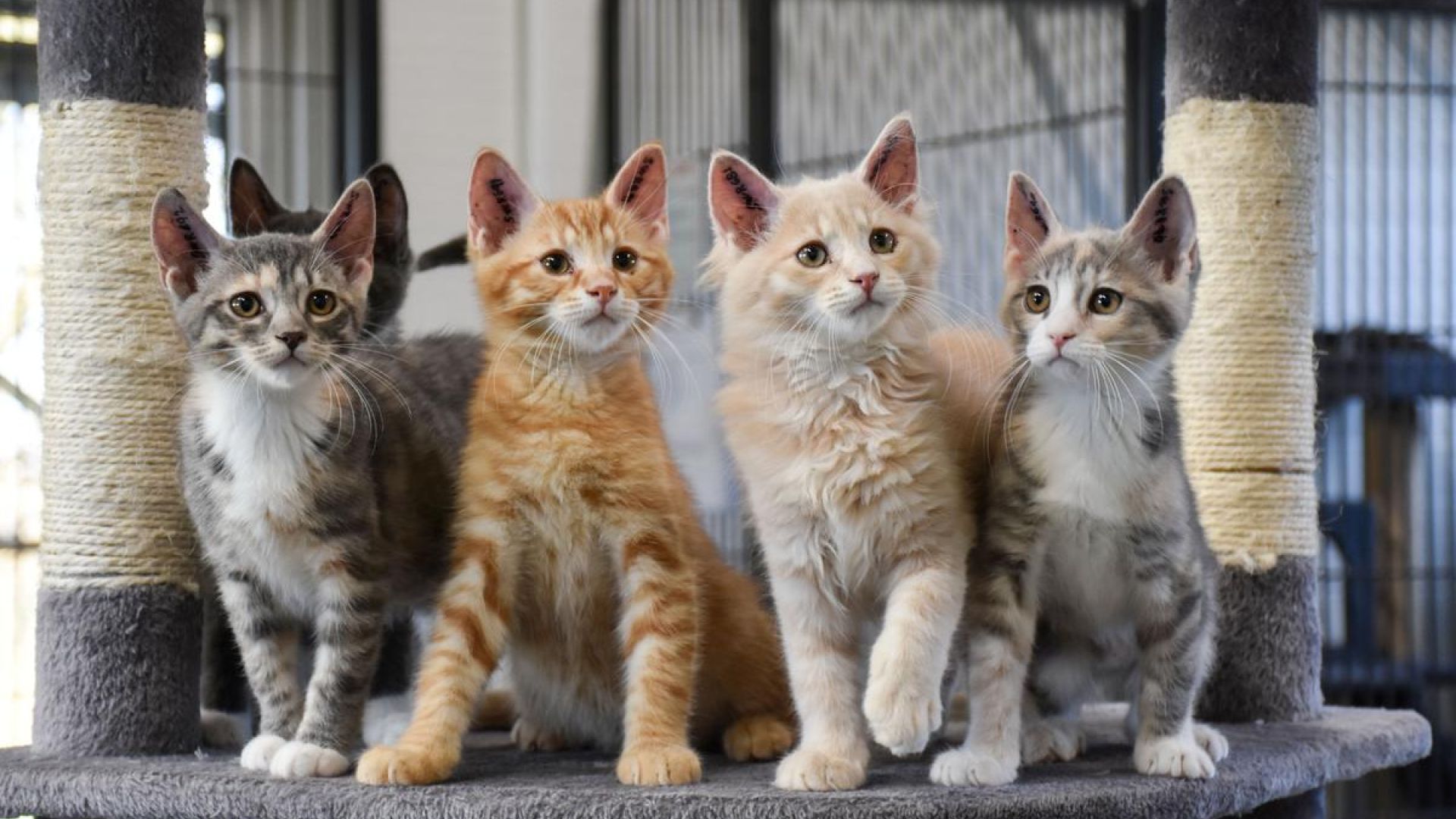 Fem katte sidder på et kradsetræ
