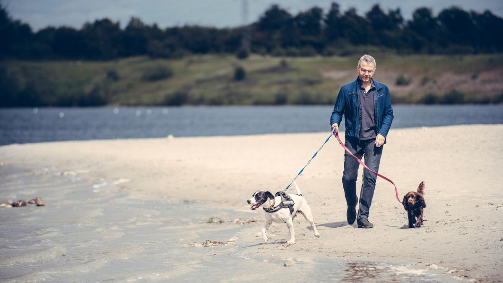 Mand går tur på strand med to hunde i snor