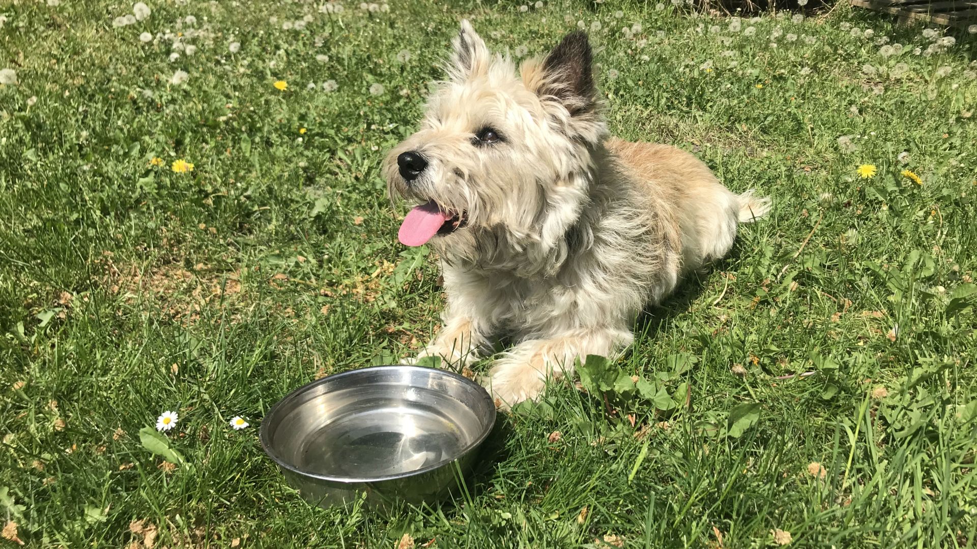 Liggende hund ved vandskål
