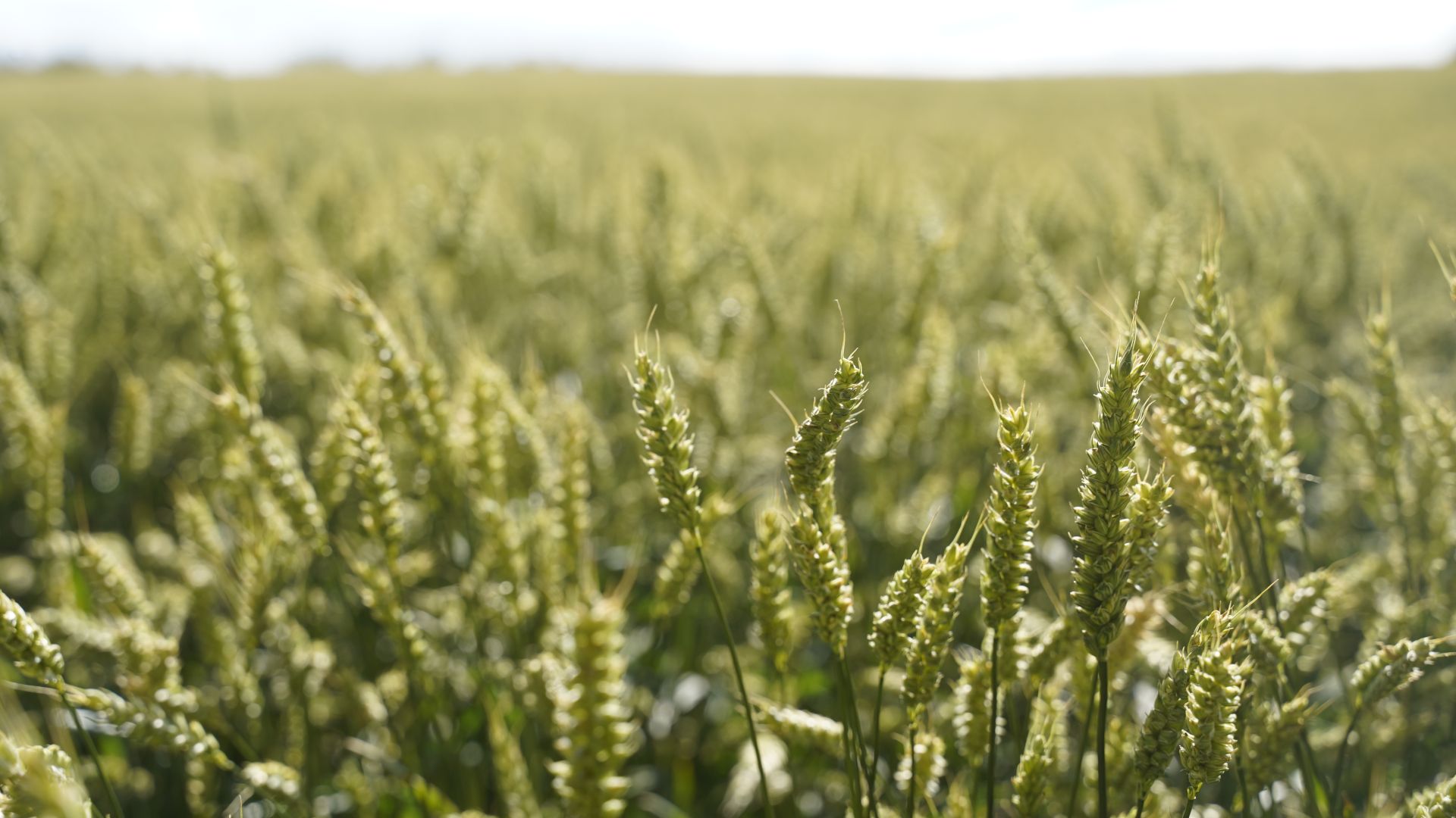 Danmark skal producere meget mere føde til mennesker i stedet for foder til dyr
