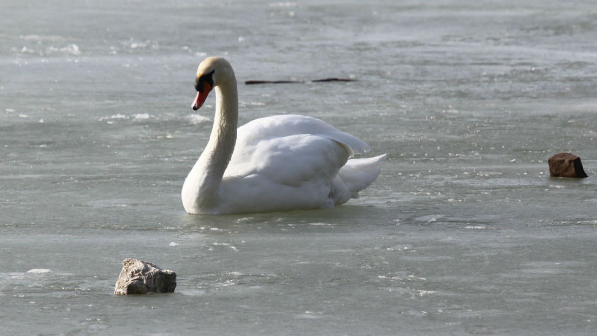 Svane på frossen sø
