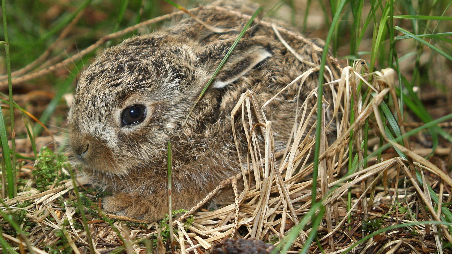 Harekilling