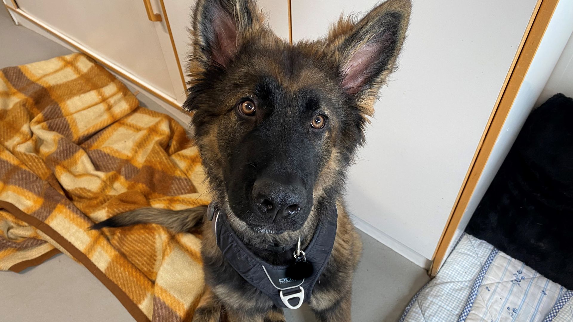 Hund Roskilde Internat