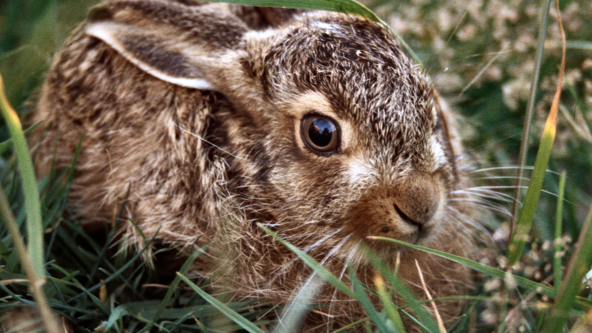 Harekilling i højt græs