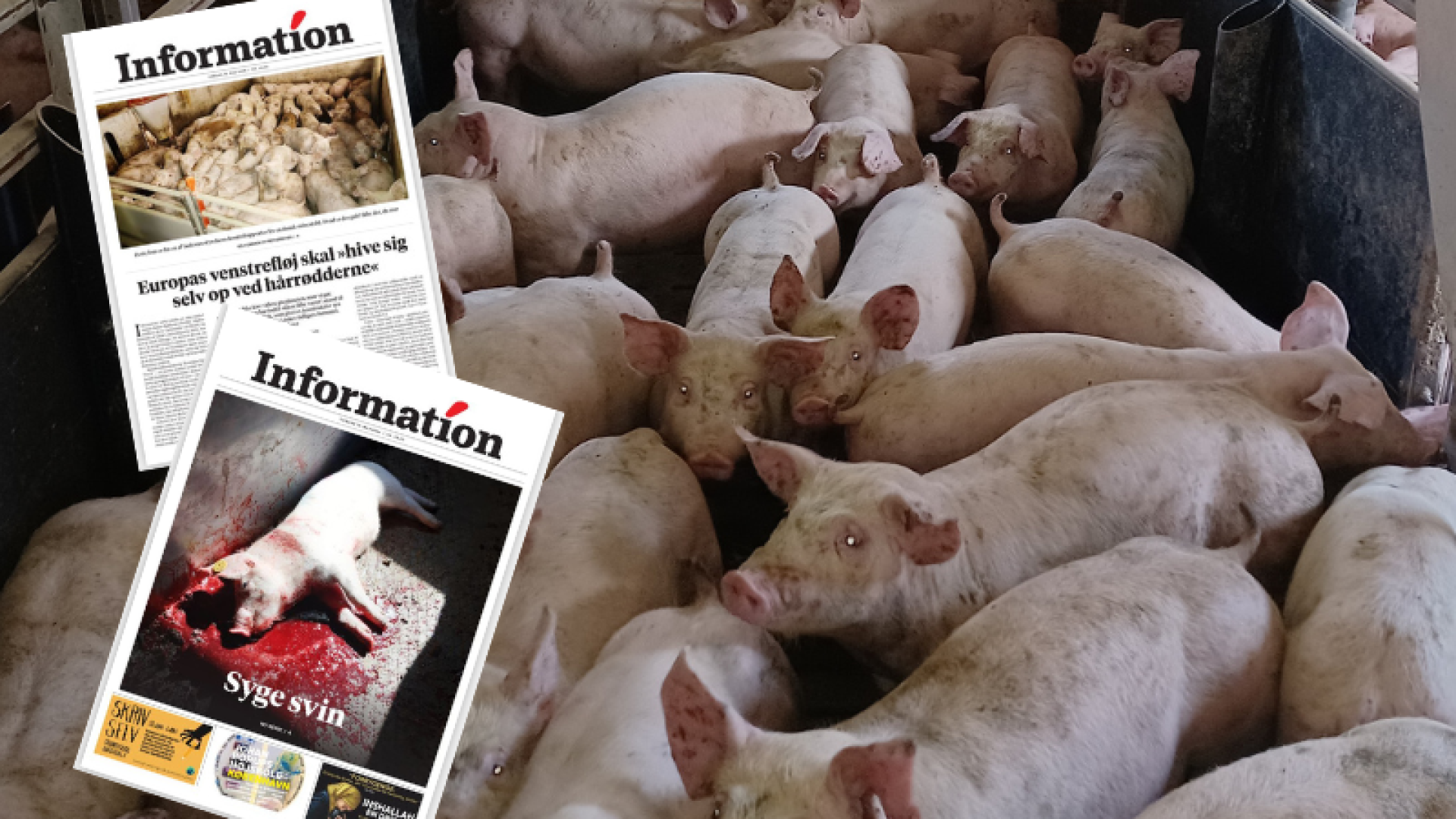 Grise står tæt i stald. Suppleret med forsider om grisenes forhold