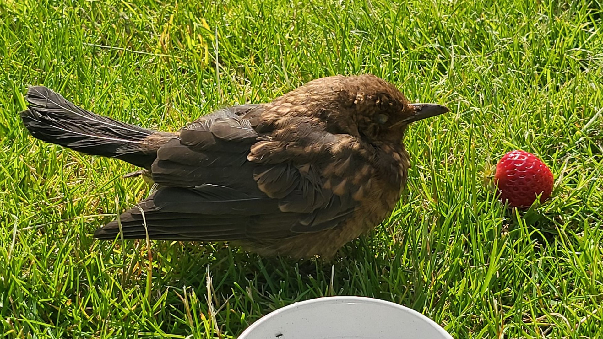 Et jordbær og en skål vand heler desværre ikke en brækket vinge, som solsorten pådrog sig i karambolage med et frugtnet. Foto: Privat