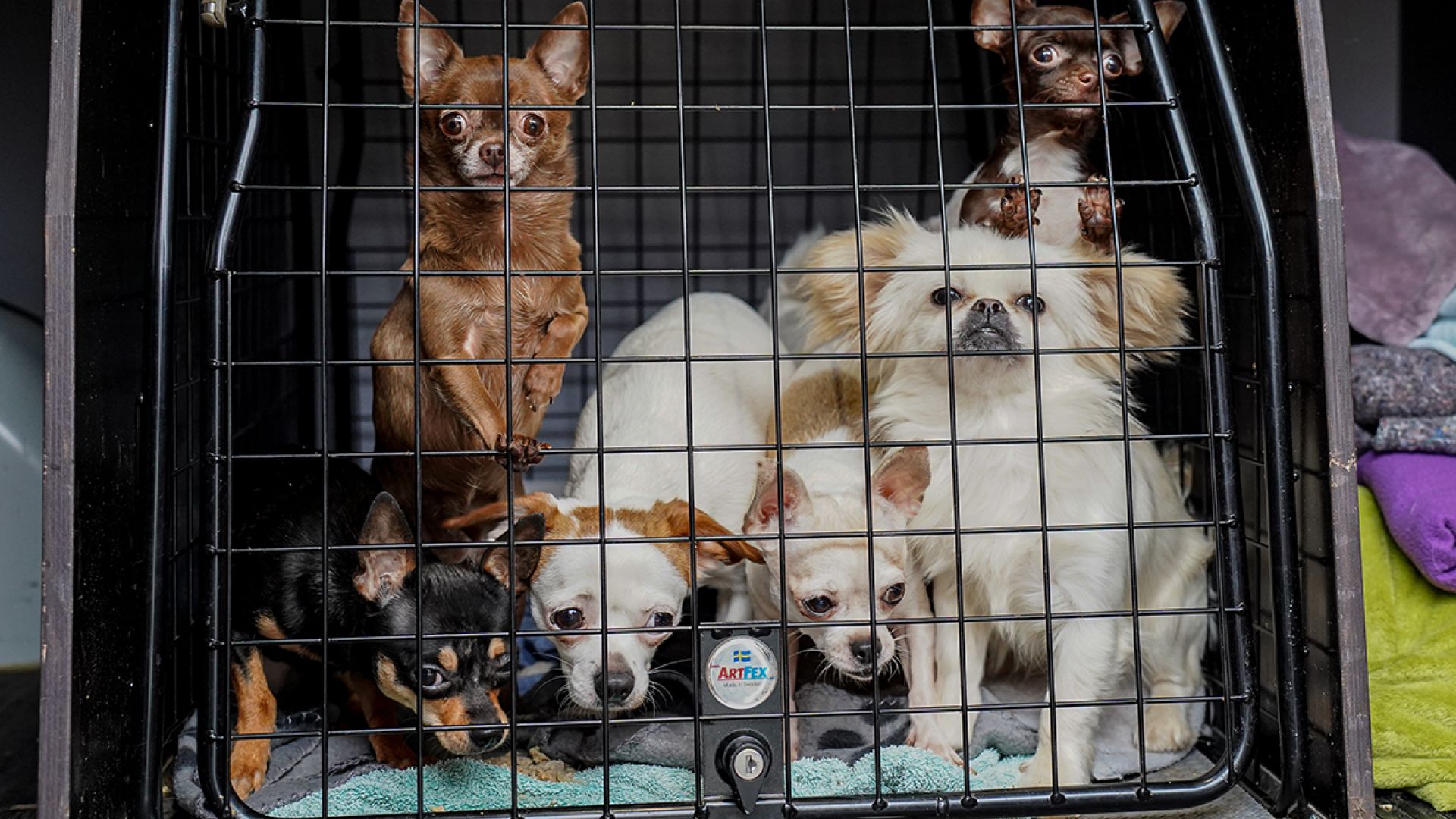 Billede af hunde i en transportkasse 