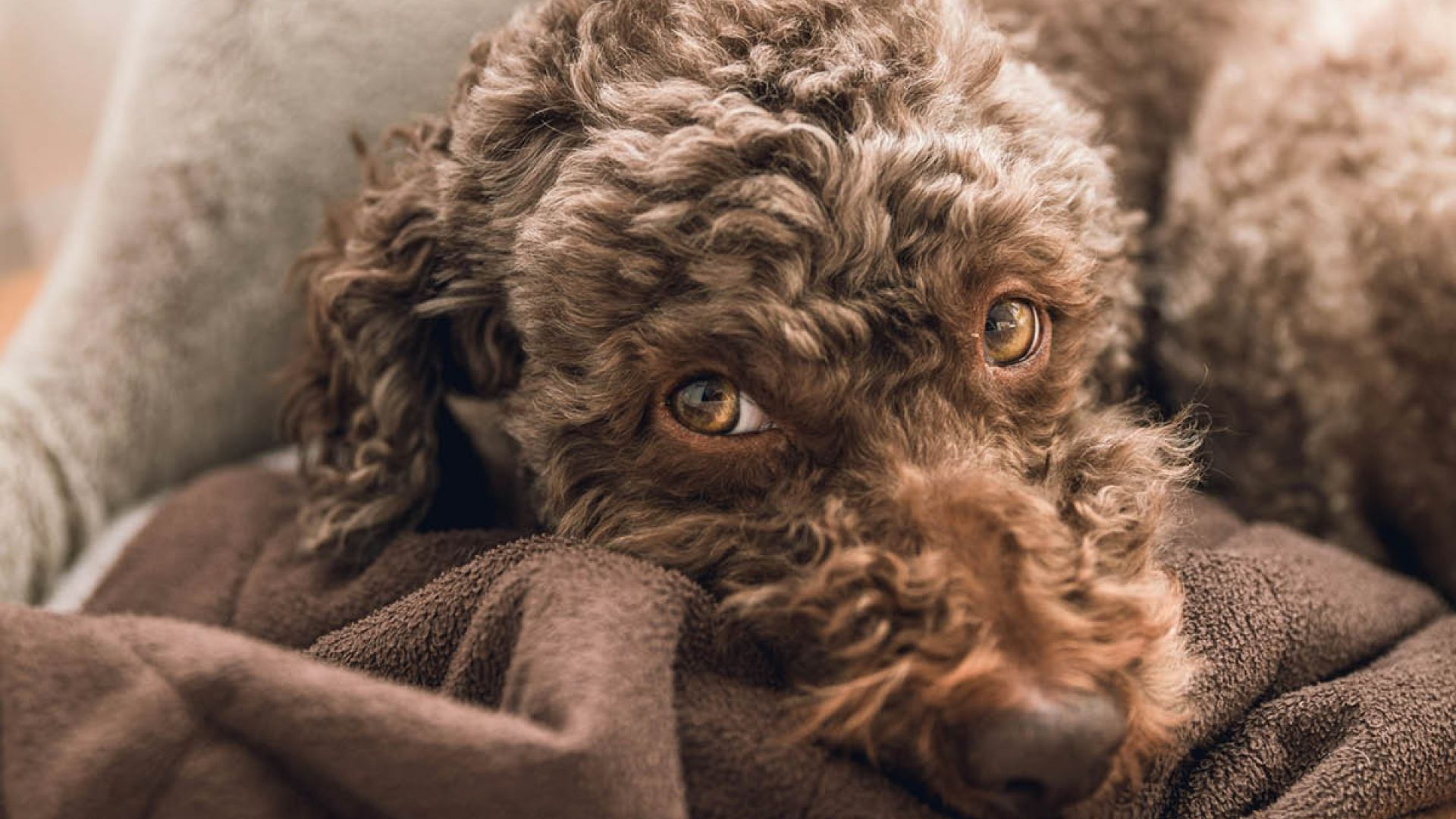 Hund i kurv