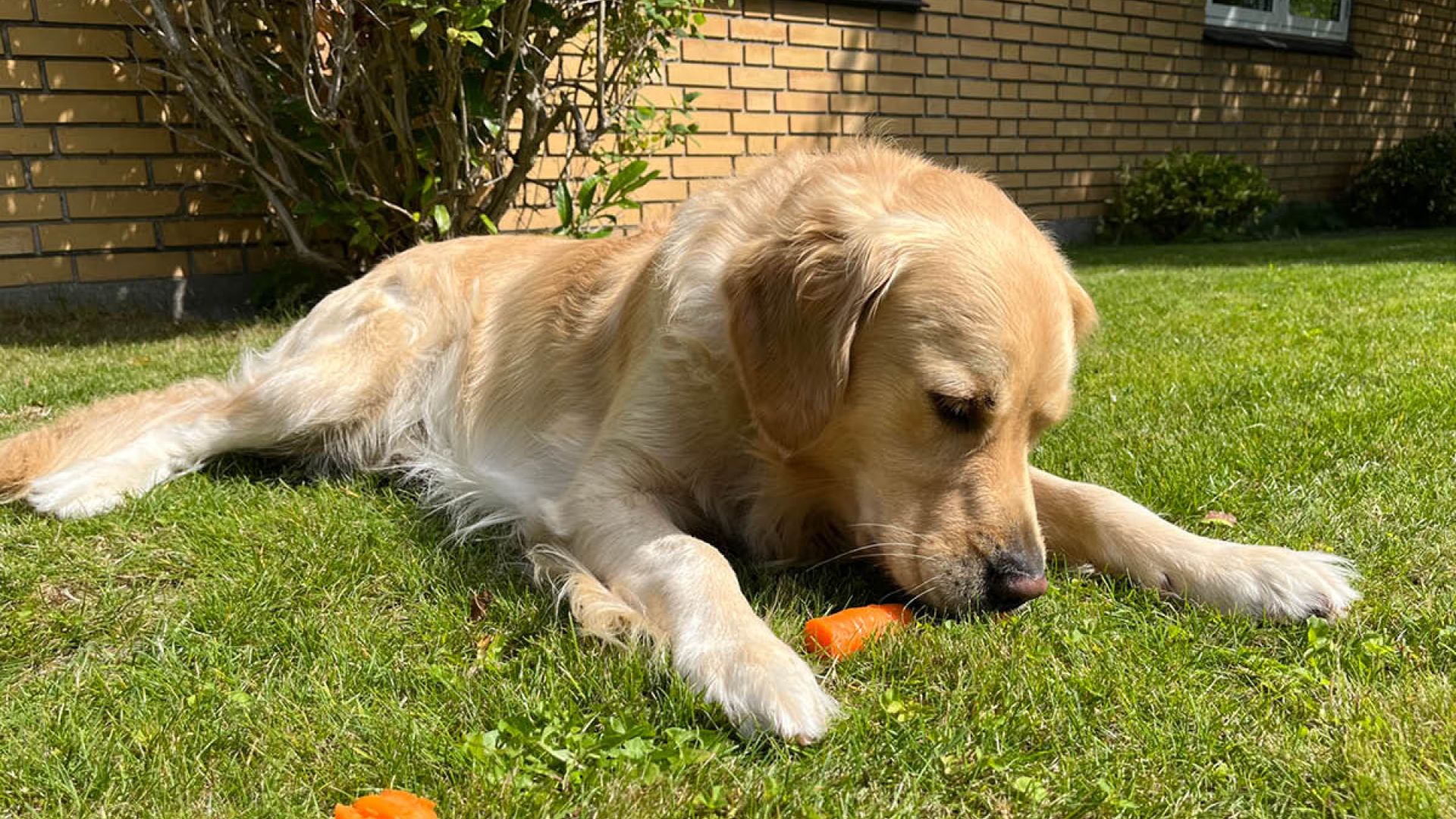 Hund spiser gulerod