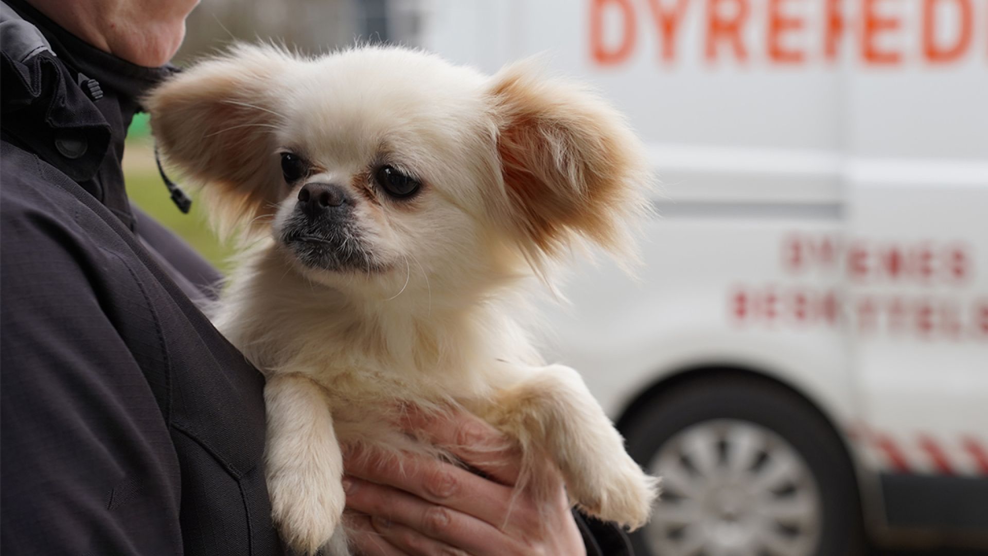 Billede af hund som bæres af en medarbejder 