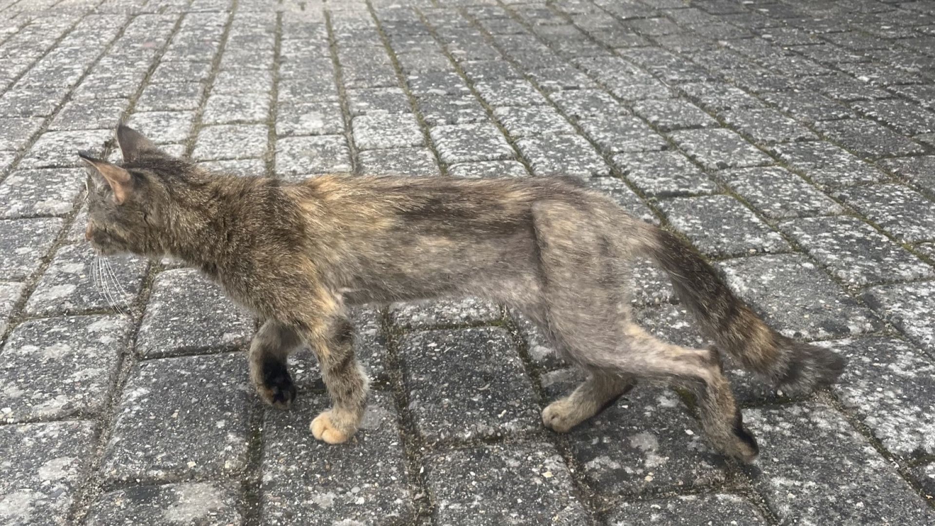 Billede af meget tynd kat 