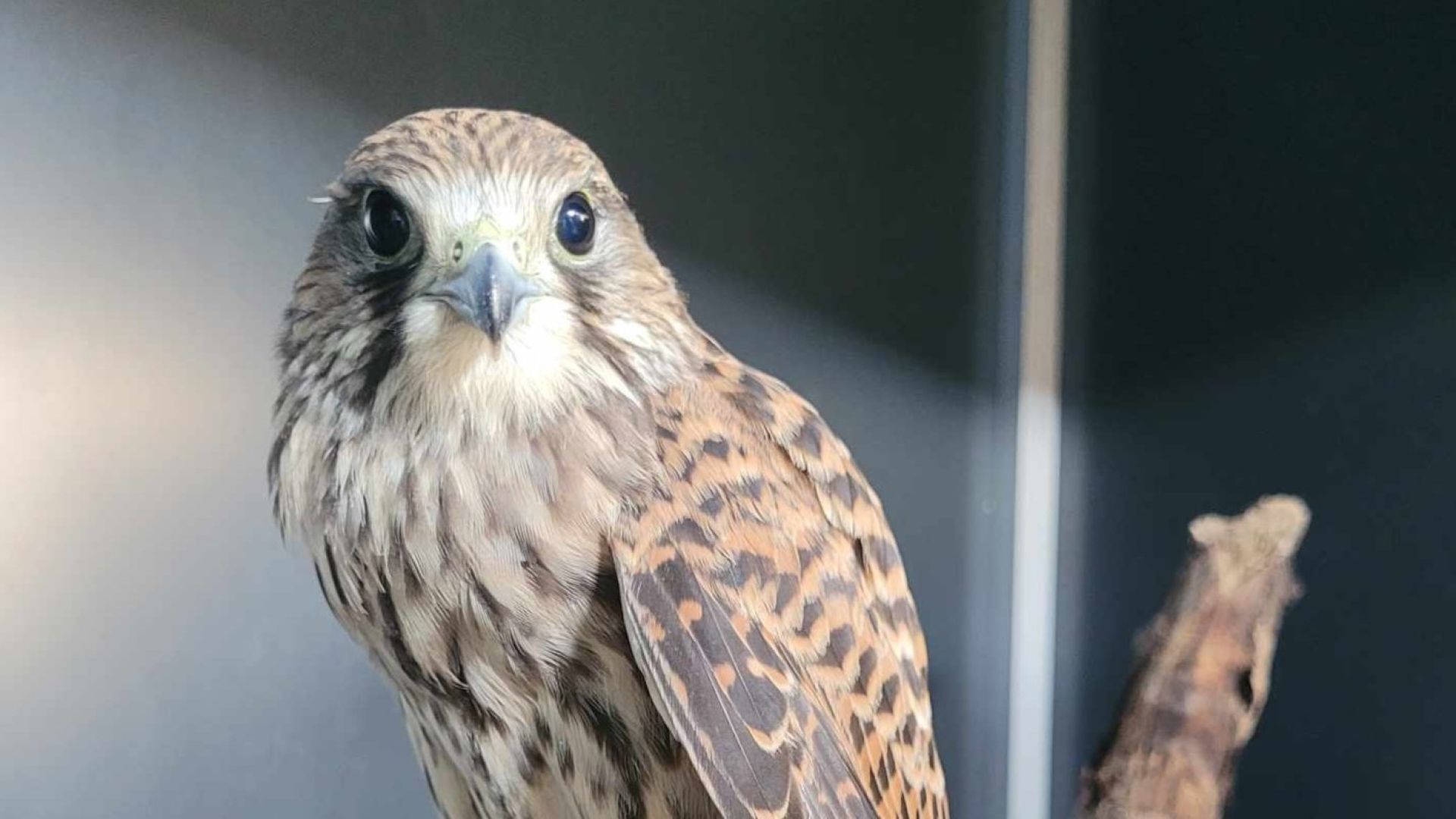 Tårnfalk sidder på gren og kigger ind i kameraet