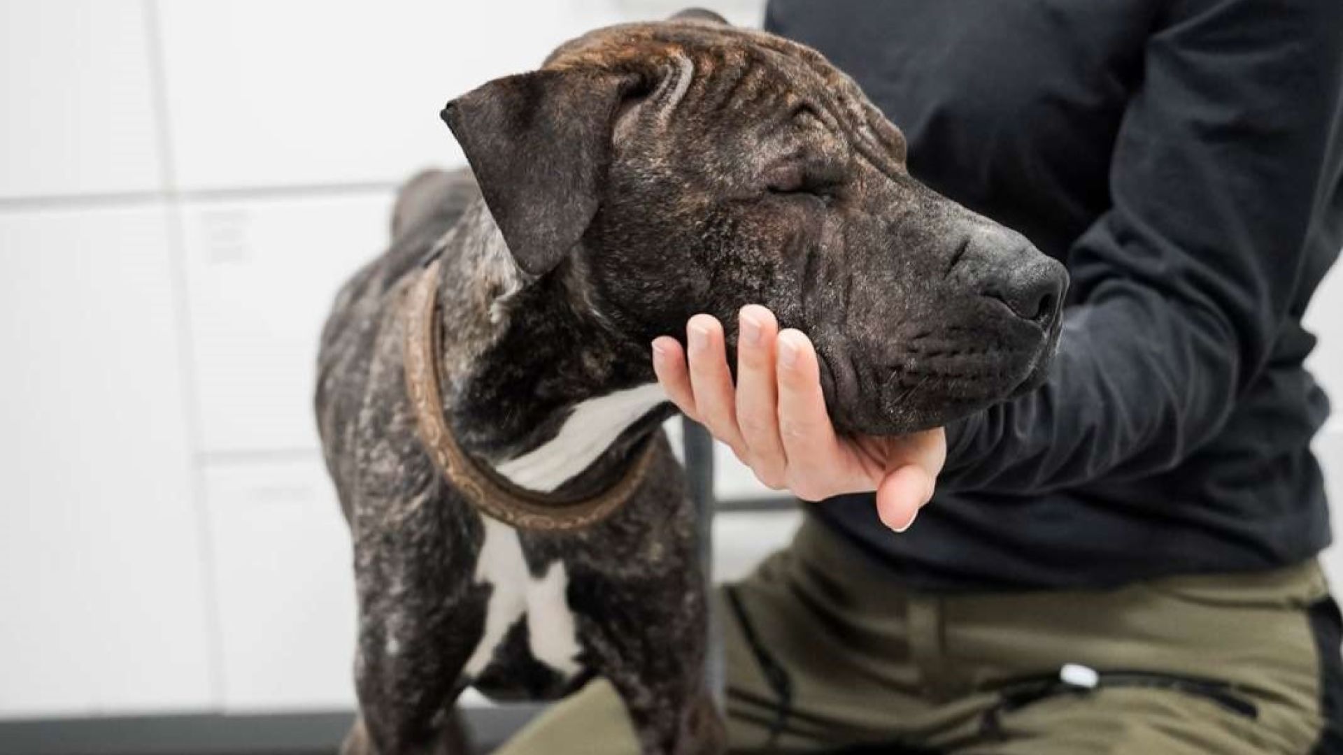 Billede af hunden Sigurd