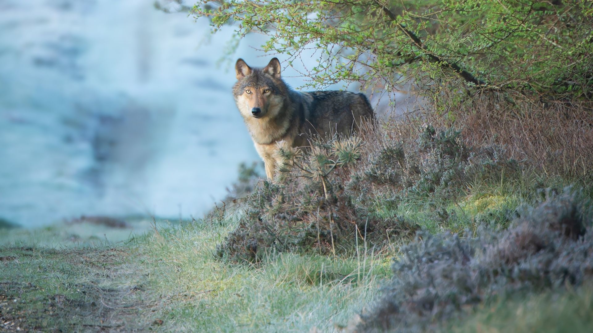 Ulven er en hjemmehørende nøgleart i den danske natur. Foto: Dan Ravnborg