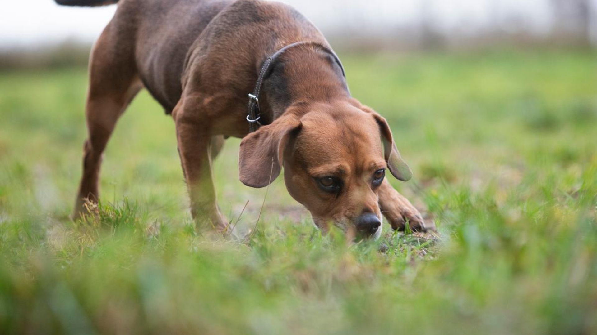 Hund snuser til græsplæne. 