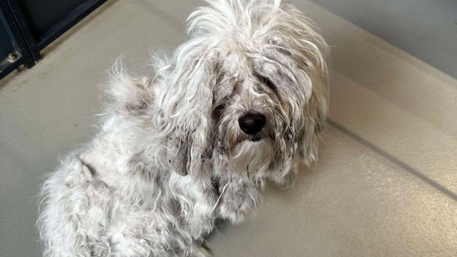 Hvid malteserhund med meget beskidt pels ligger på hvidt gulv