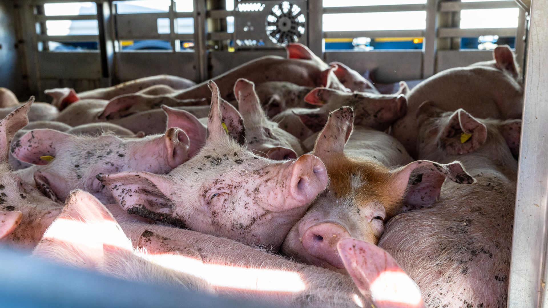 I 2024 blev flere end 16,7 millioner levende grise eksporteret fra Danmark, heraf over 13 millioner på lange transporter af mere end otte timers varighed.