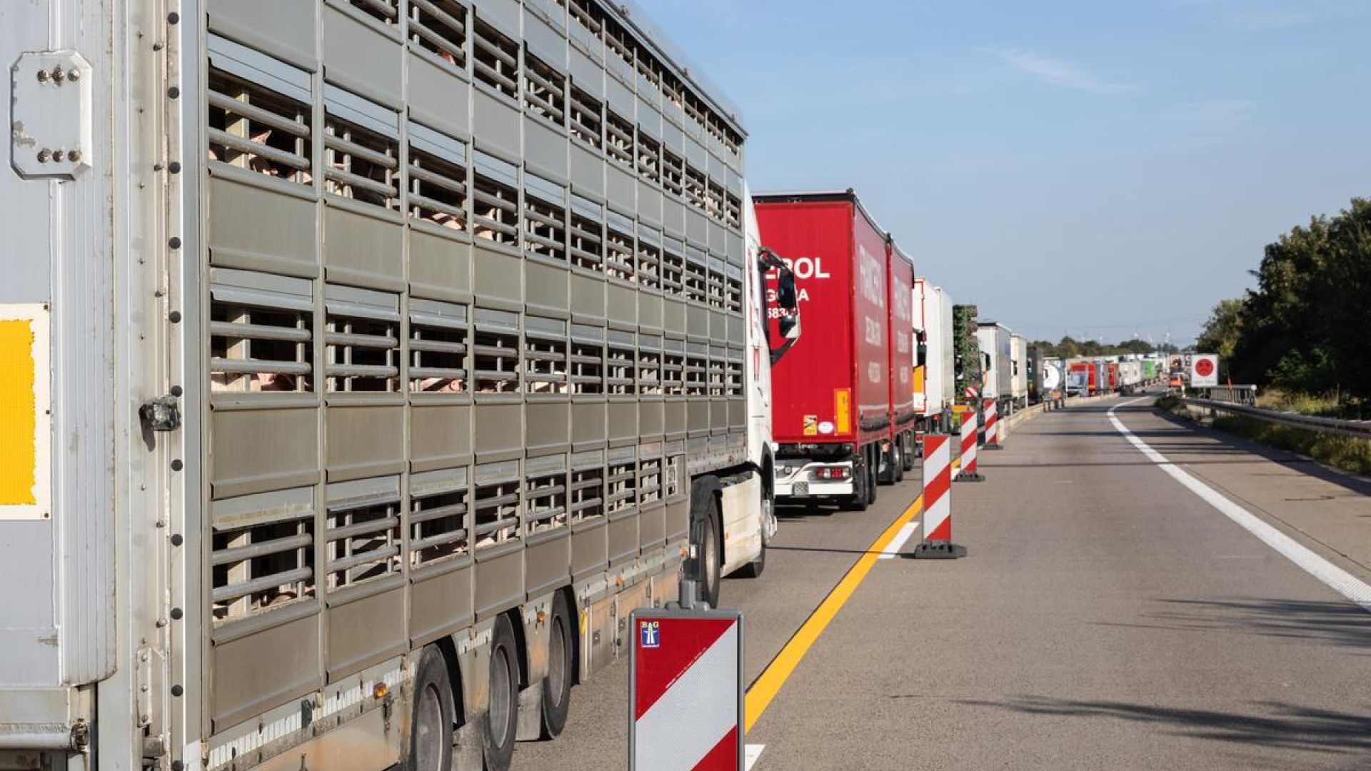 Grisetransporter i kø på motorvej