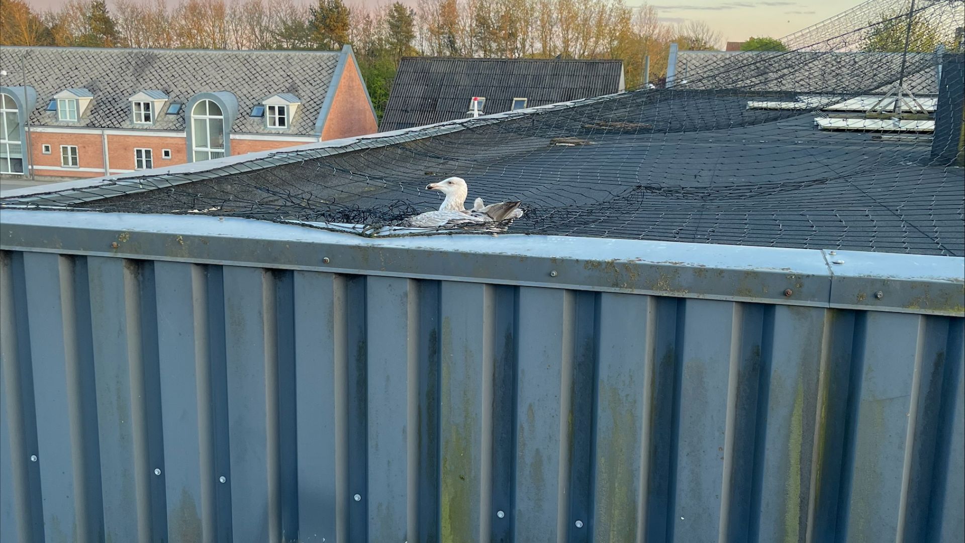 Måge sidder fast i net på taget af bilforhandler.