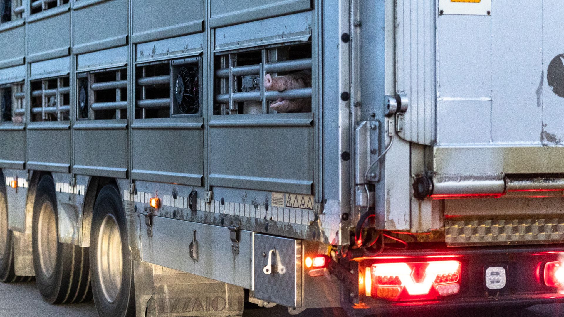 De danske myndigheder har meget svært ved at stille udenlandske transportører til regnskab for lovovertrædelser. Det er et problem, som kun bliver større af, at langt de fleste transporter til udlandet af danske grise udføres af udenlandske transportører.
