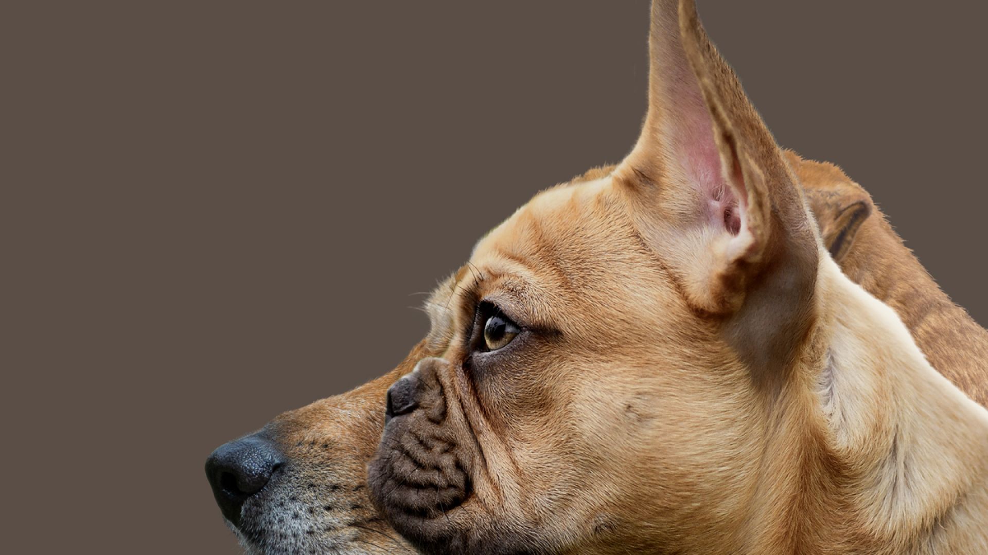 En grafik af to hundehoveder ved siden af hinanden, forrest er en fransk bulldog set fra siden, hvor man tydeligt ser dens korte snude. Bagved den stikke en anden og længere hundesnude frem. Racen på den bagerste hund er ukendt