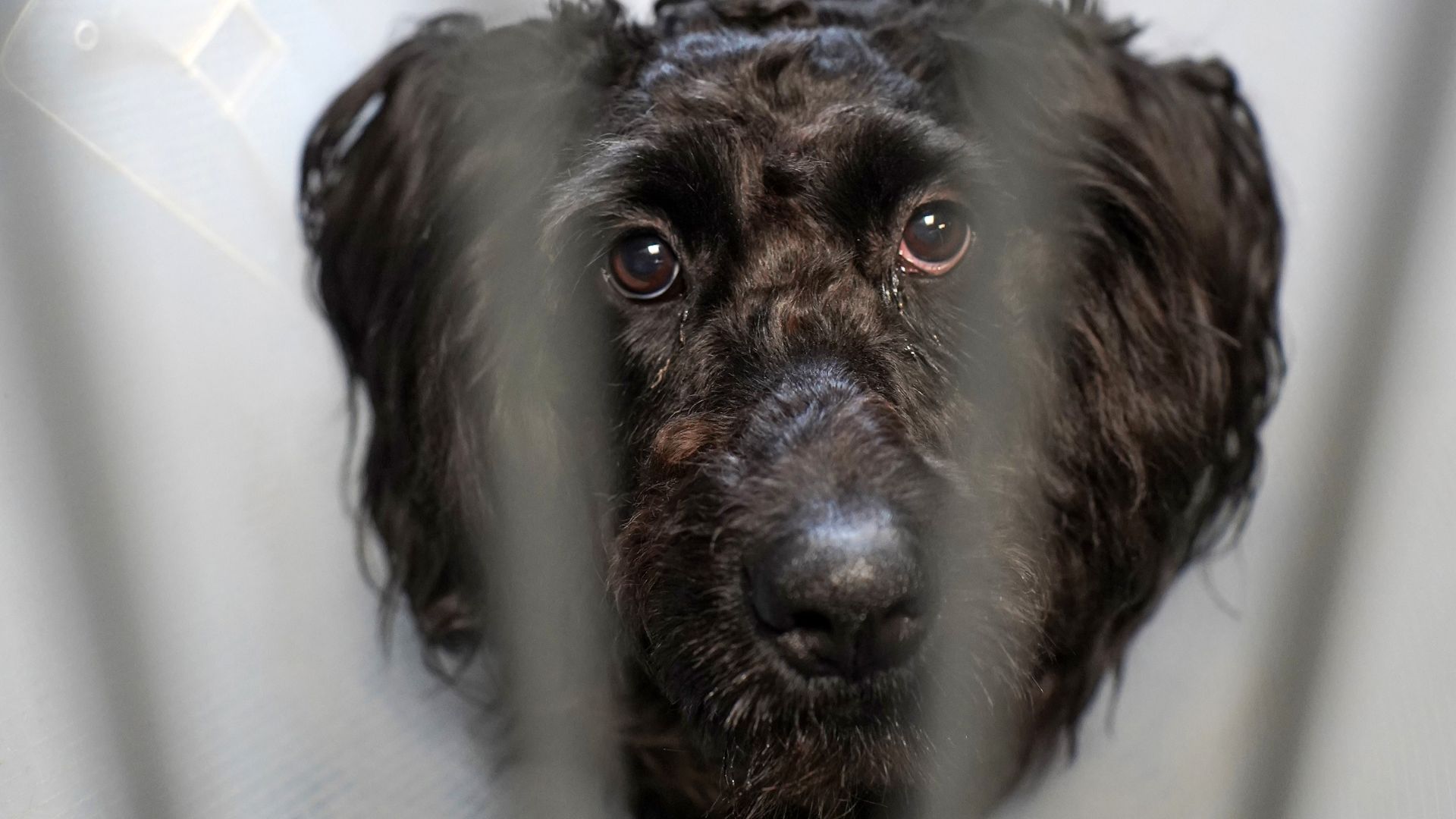 Sort hund kigger i kamera