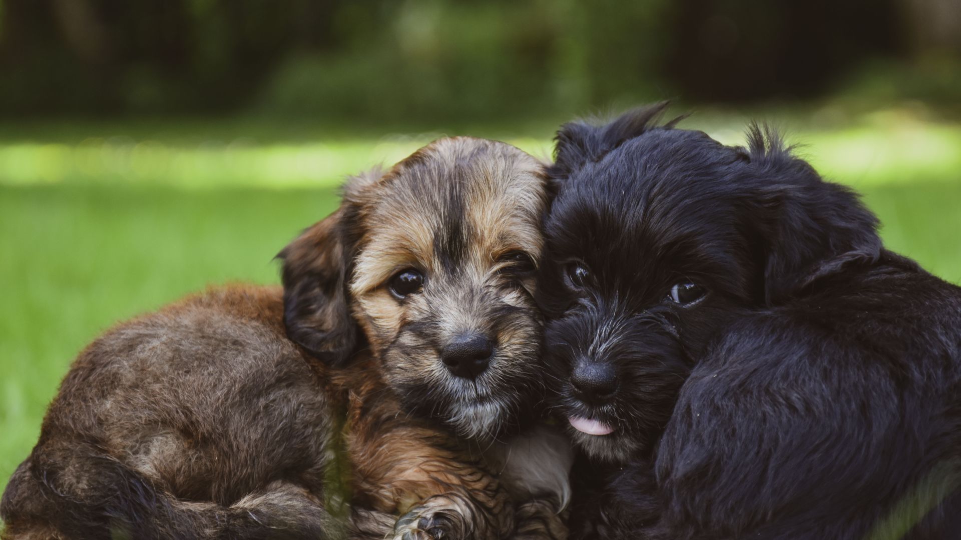 En brun og en sort hundehvalp ligger på en græsplæne og putter med hovederne tæt sammen.