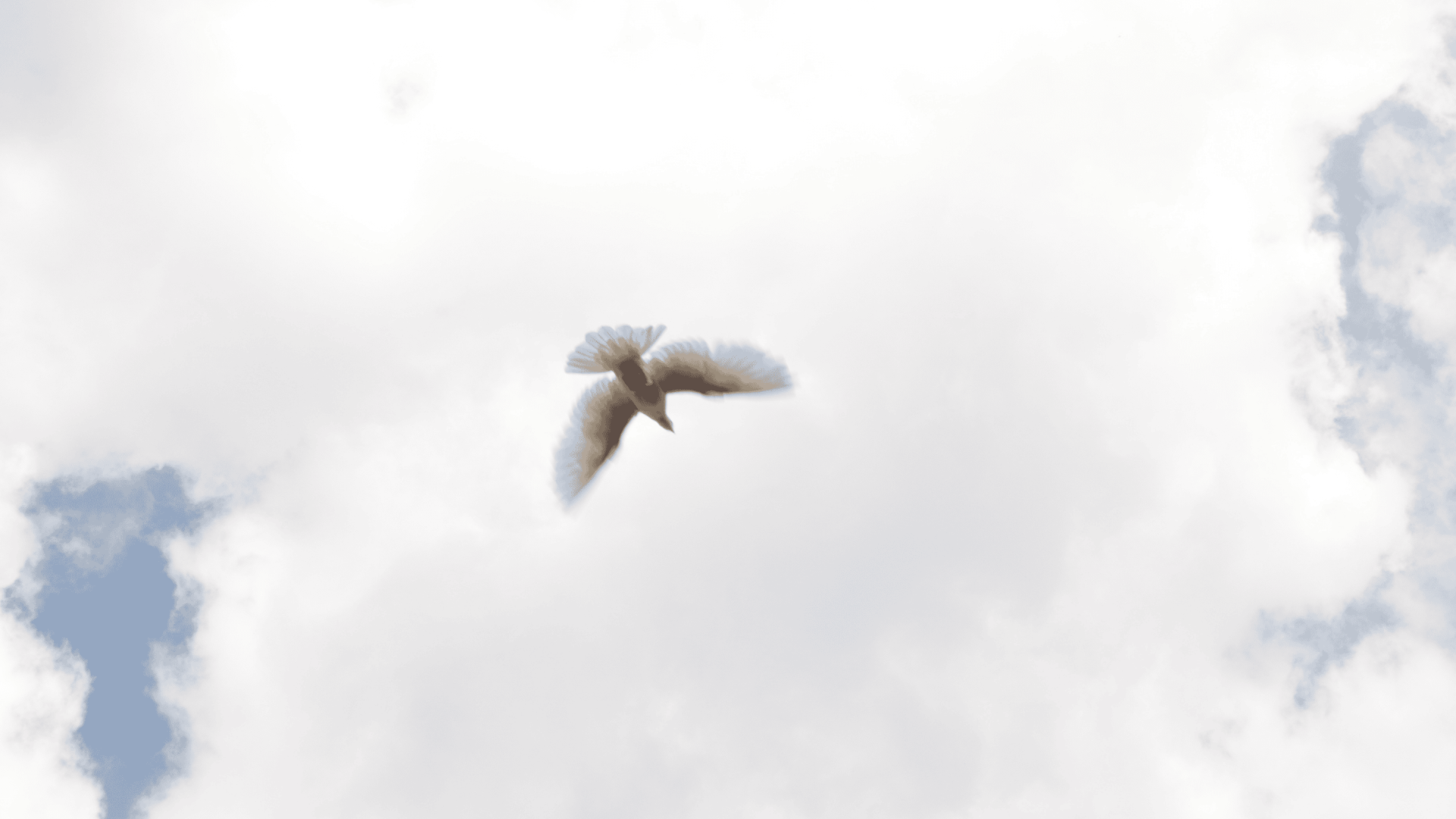 Hvid fugl flyver i himlen med skyer over sig
