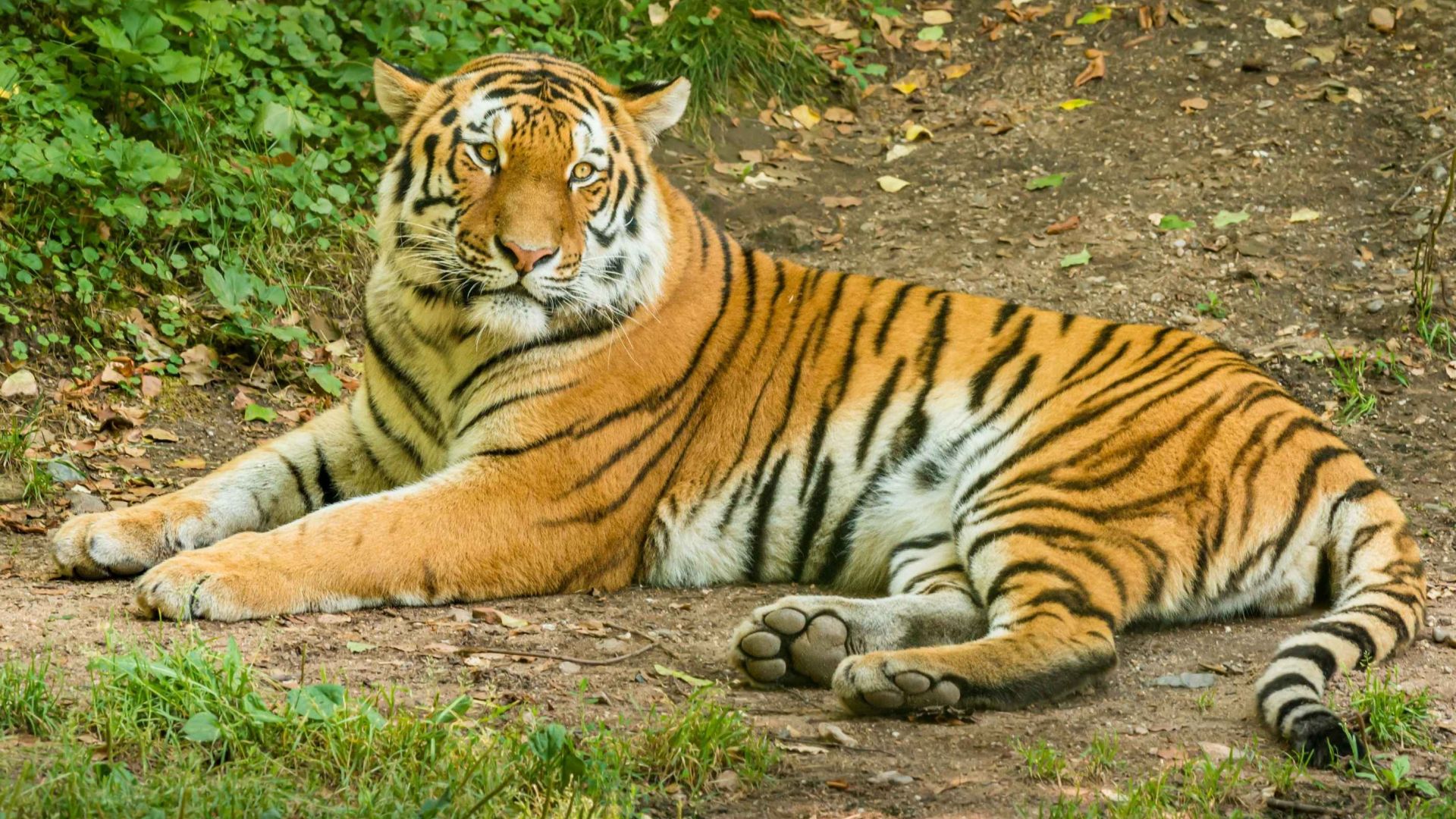 Tiger ligger på jorden med græs og andet grønt omkring sig