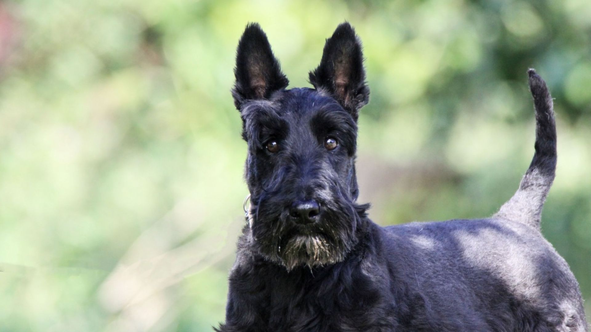 Hund med halsbånd