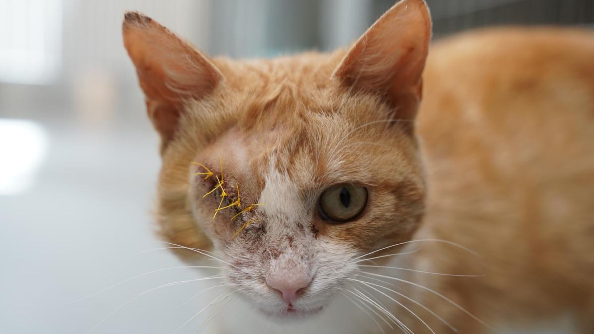 Katten Kaptajn kigger i kamera efter operation. 