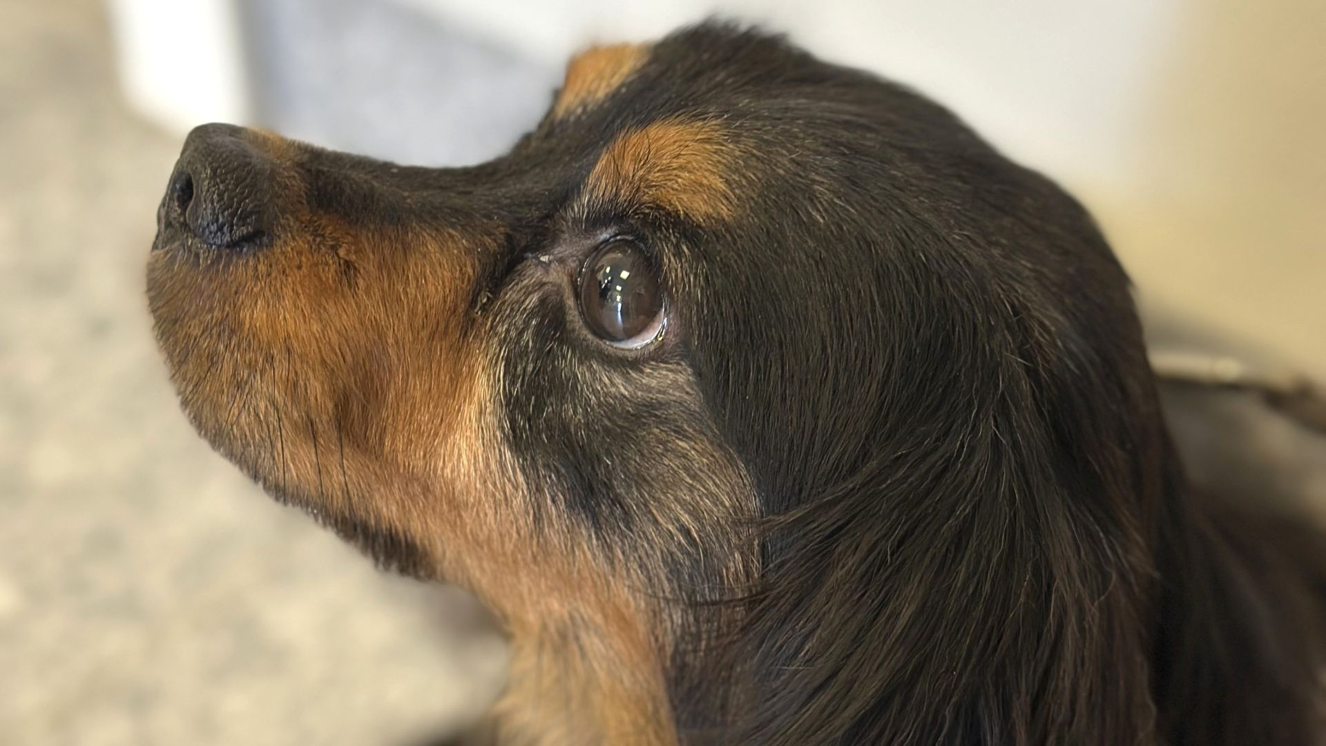 Lille blandingshund af dværg gravhund og pekingeser set fra siden i profil