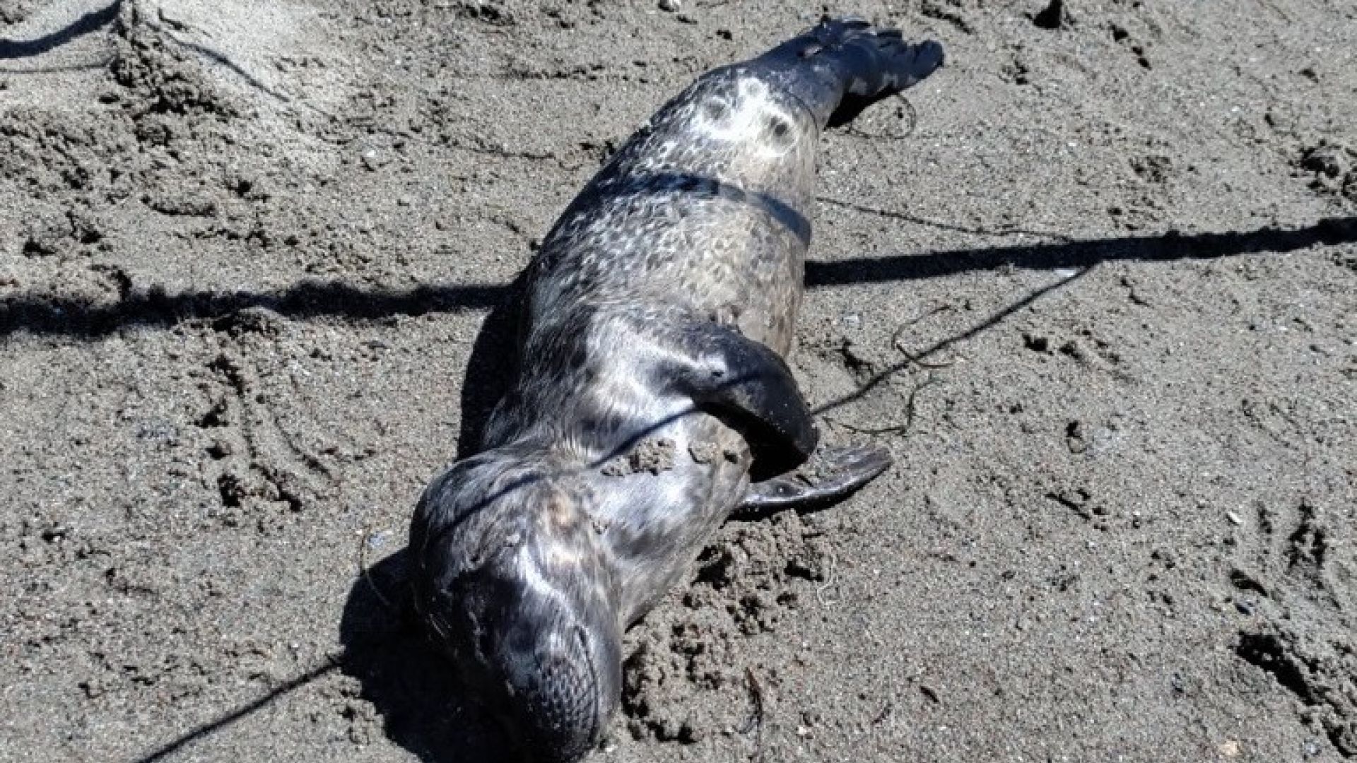 Død sælunge ligger i sandet på stranden ved Enø Strand