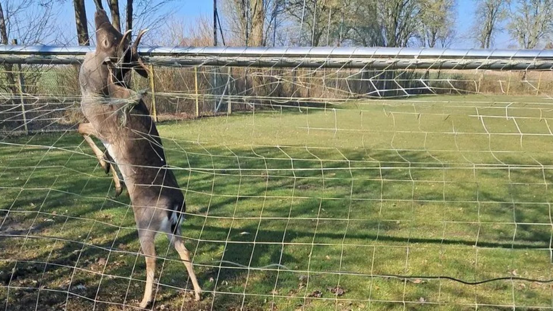 Hjort sidder fast med geviret i et fodboldnet