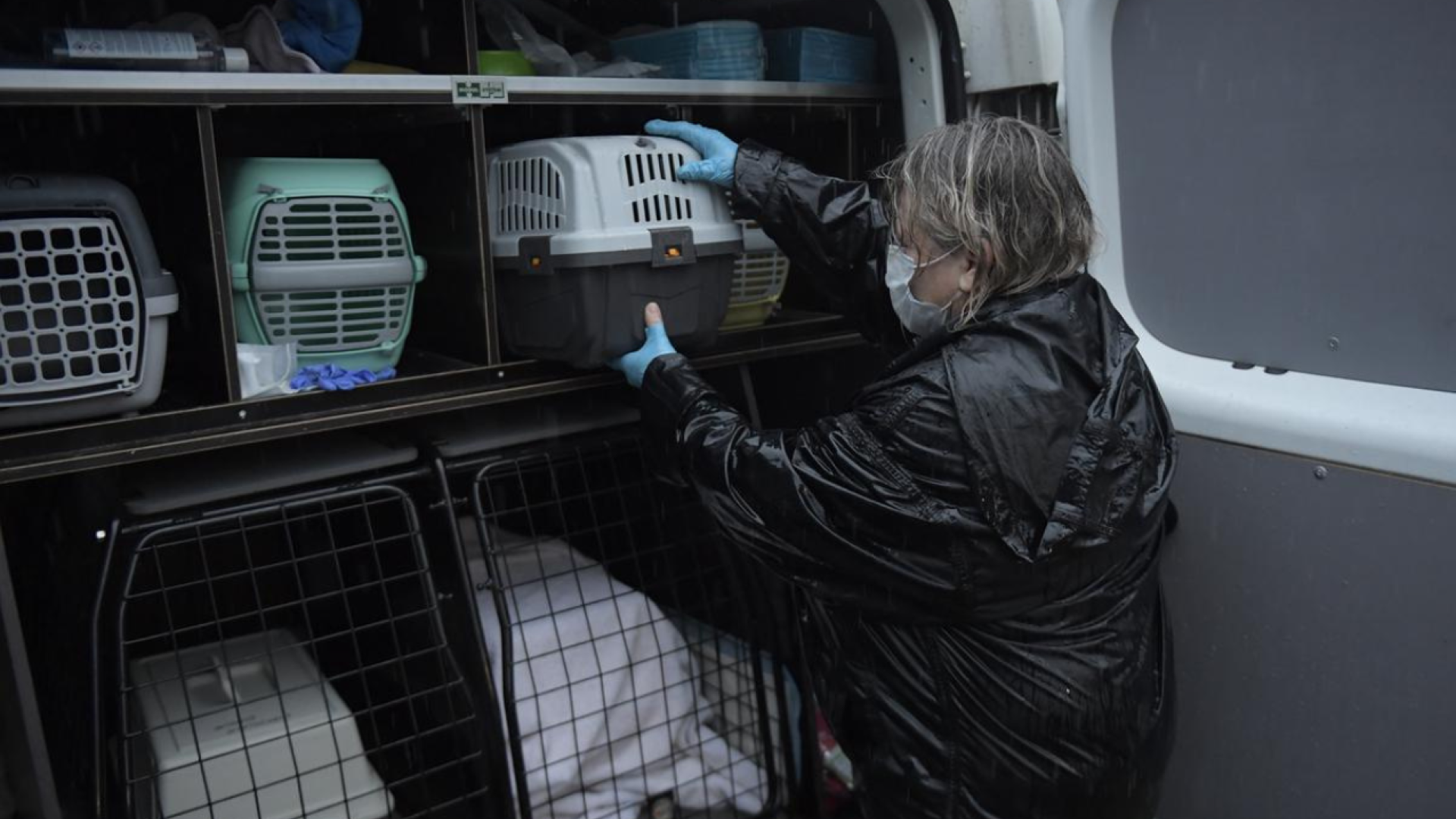Transportkasser med katte puttes ind i en varevogn af en dyreredder