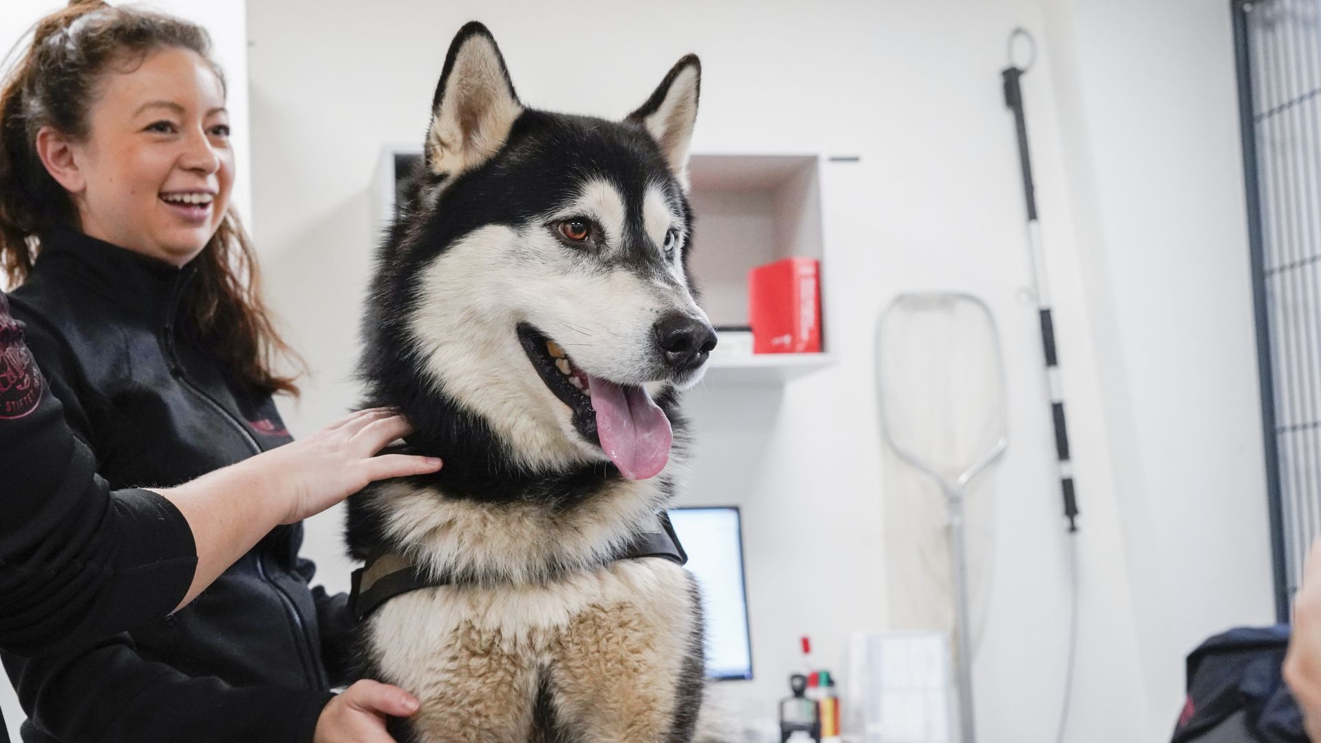 En stor hund er til dyrlægen
