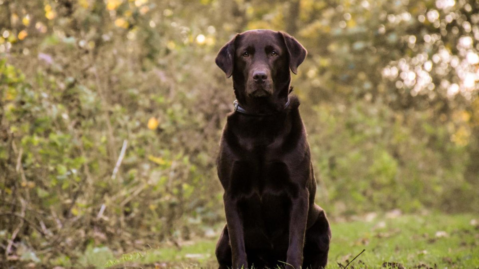 Labrador kigger i kamera. 