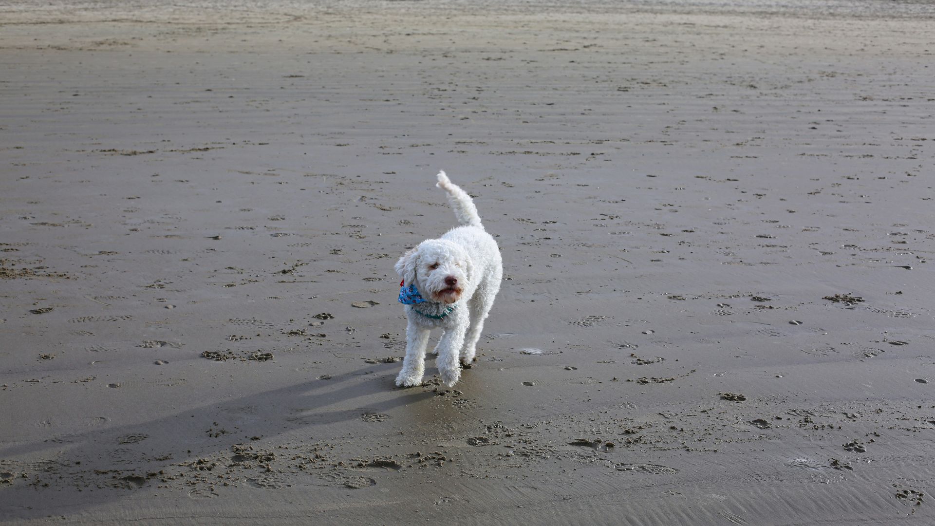 Hvid hund i løb på strand