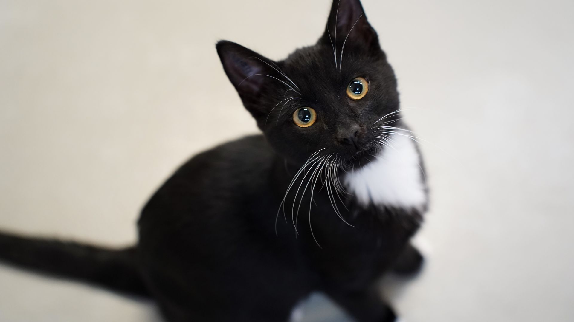 Gammel overtro gør det sommetider svært at være en sort kat. Men de sort katte er ligeså dejlige som alle de andre farver katte, mener familiedyrschef. Foto: Dyrenes Beskyttelse