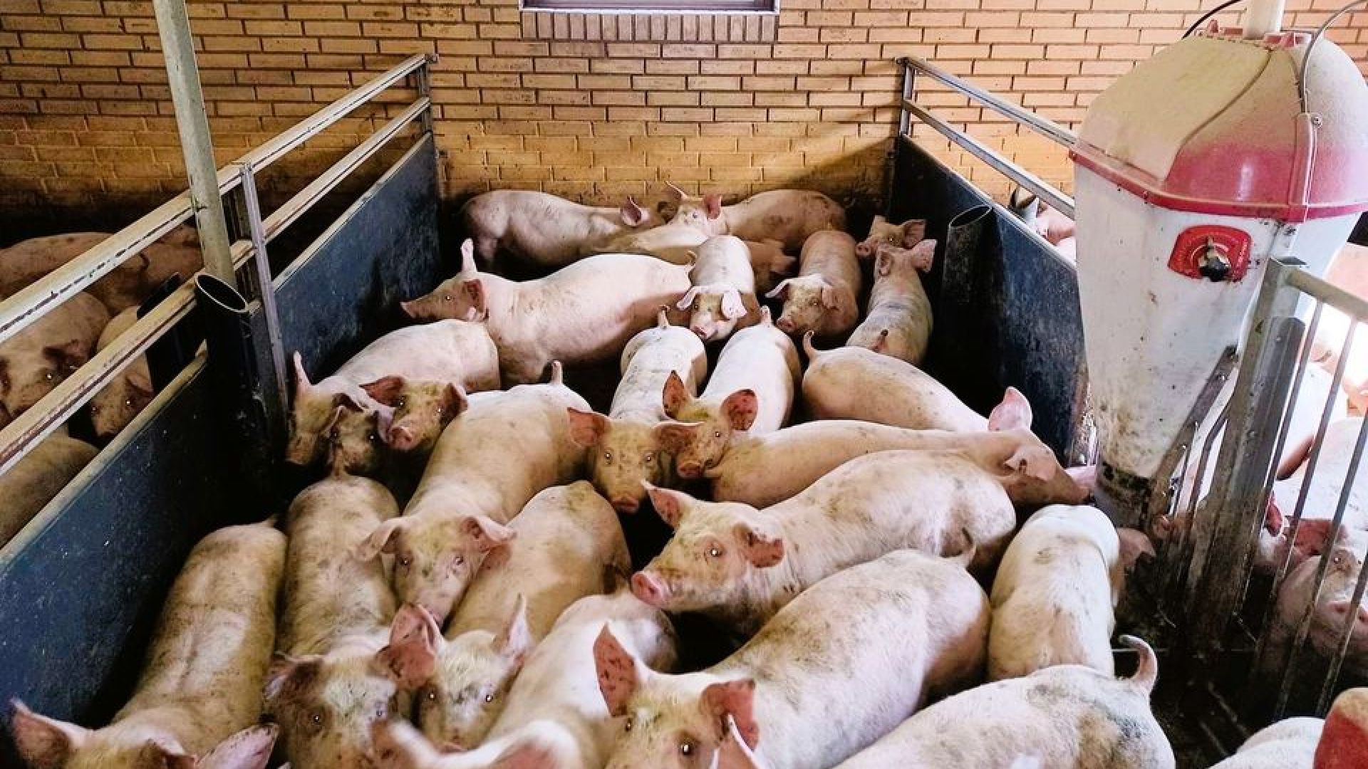 Undersøgelsen erklærer 75 procent af de adspurgte sig enig eller delvist enig i, at deres ”kommune og region bør være villig til at betale for dansk kød, æg og mejeriprodukter med god dyrevelfærd”. Omvendt svarer 16 procent, at de er helt eller delvist uenige. 