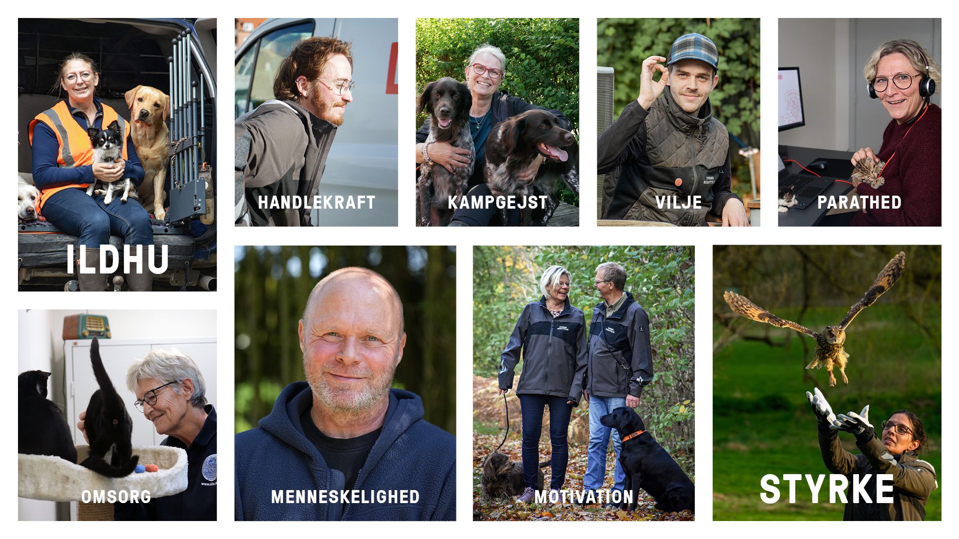 Værdier der beskriver frivillighed i Dyrenes Beskyttelse