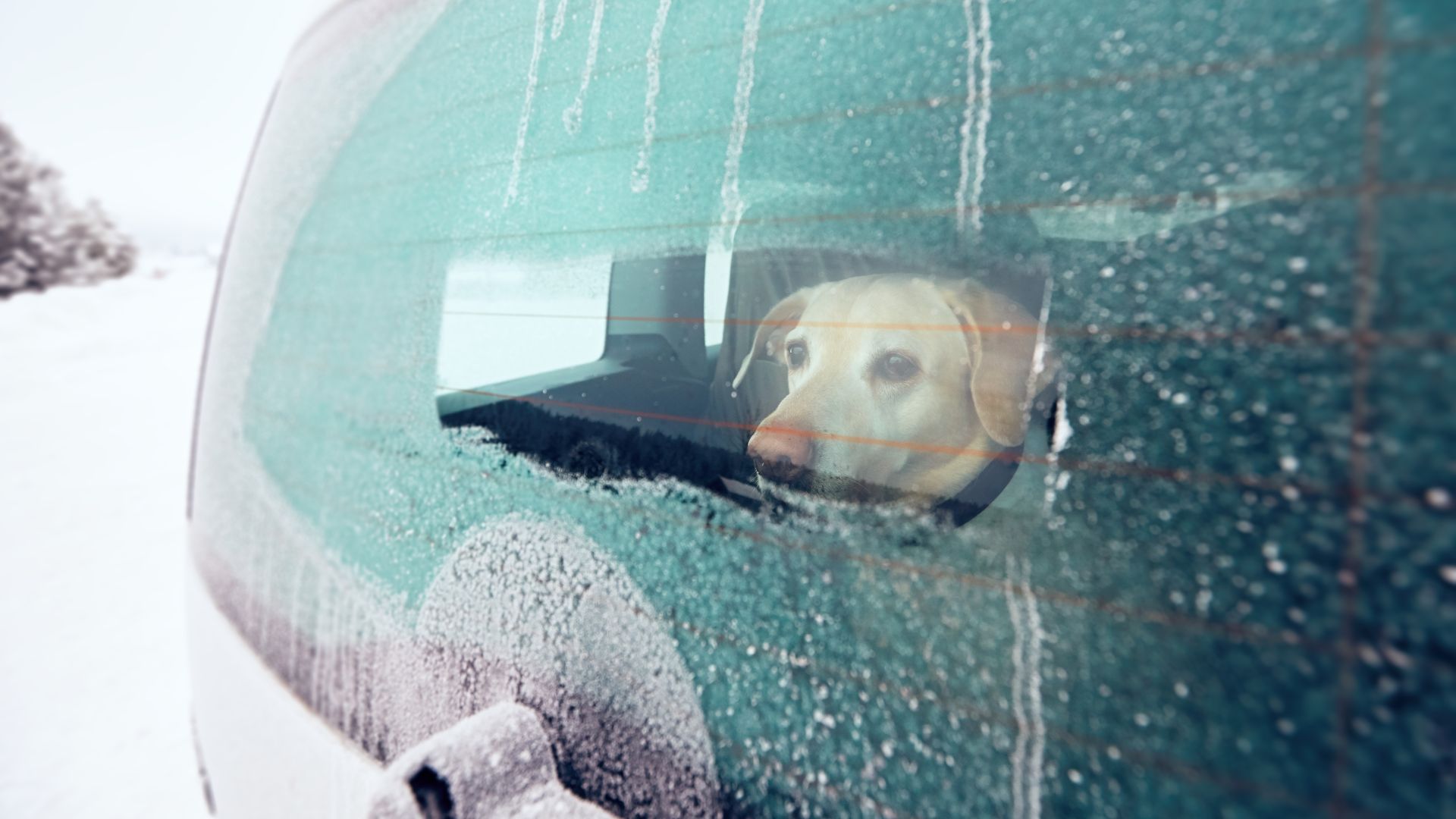 Det er aldrig en god idé at efterlade hunden i bilen i længere tid – men især ikke i kulde eller hede. Foto: Shutterstock