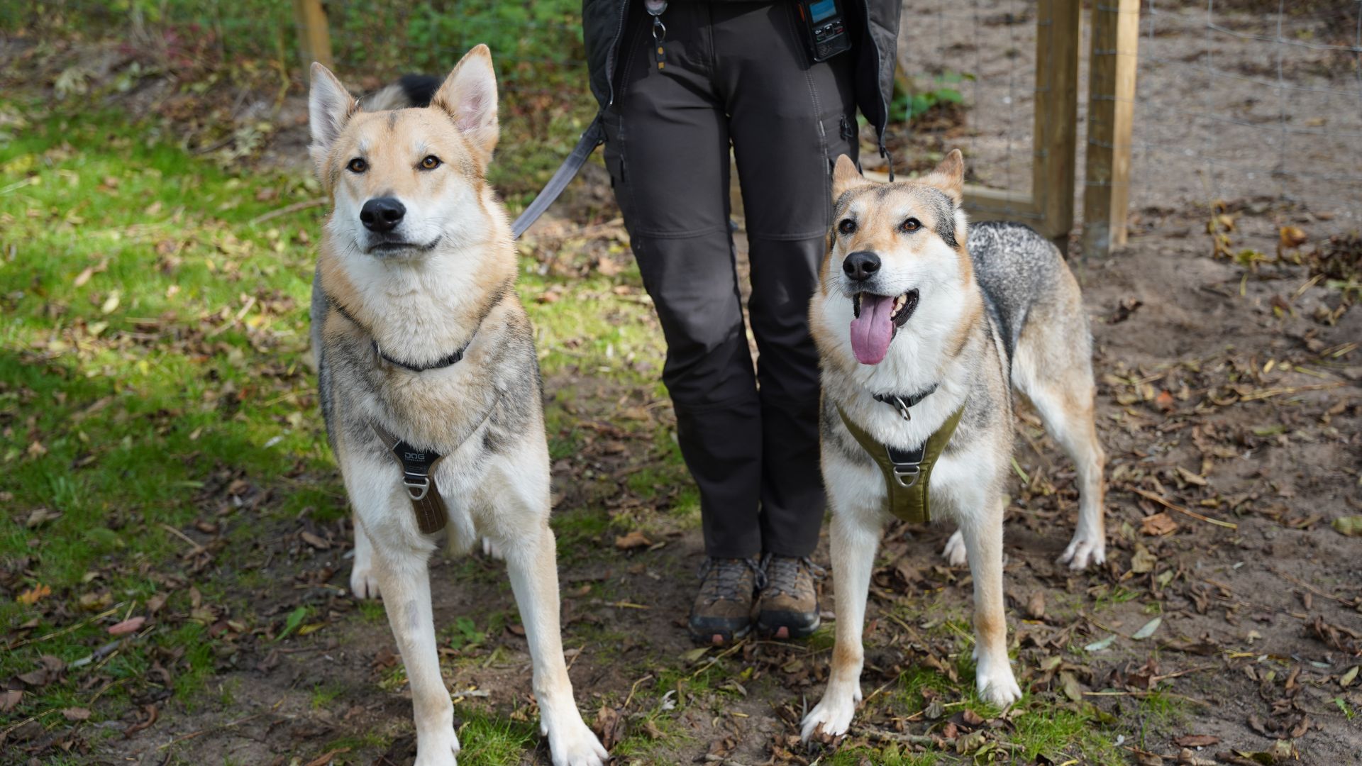 To ulvelignende hunde, Zeus og Daisy, står tæt på et mennesker der lufter dem