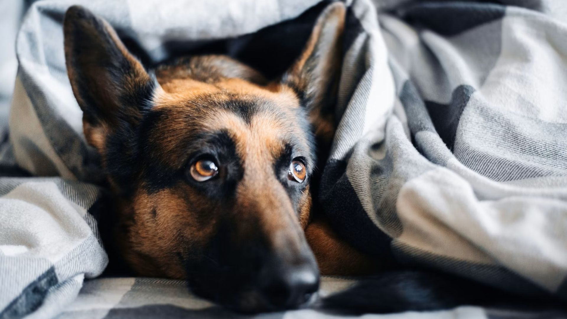 Hund gemmer sig under tæppe