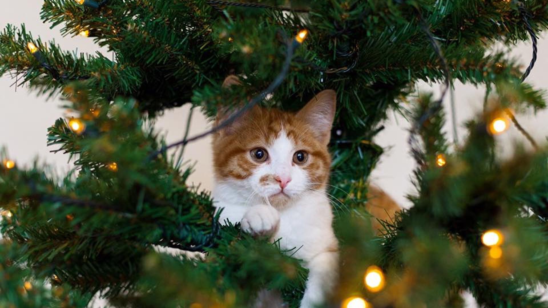 Kat i juletræ