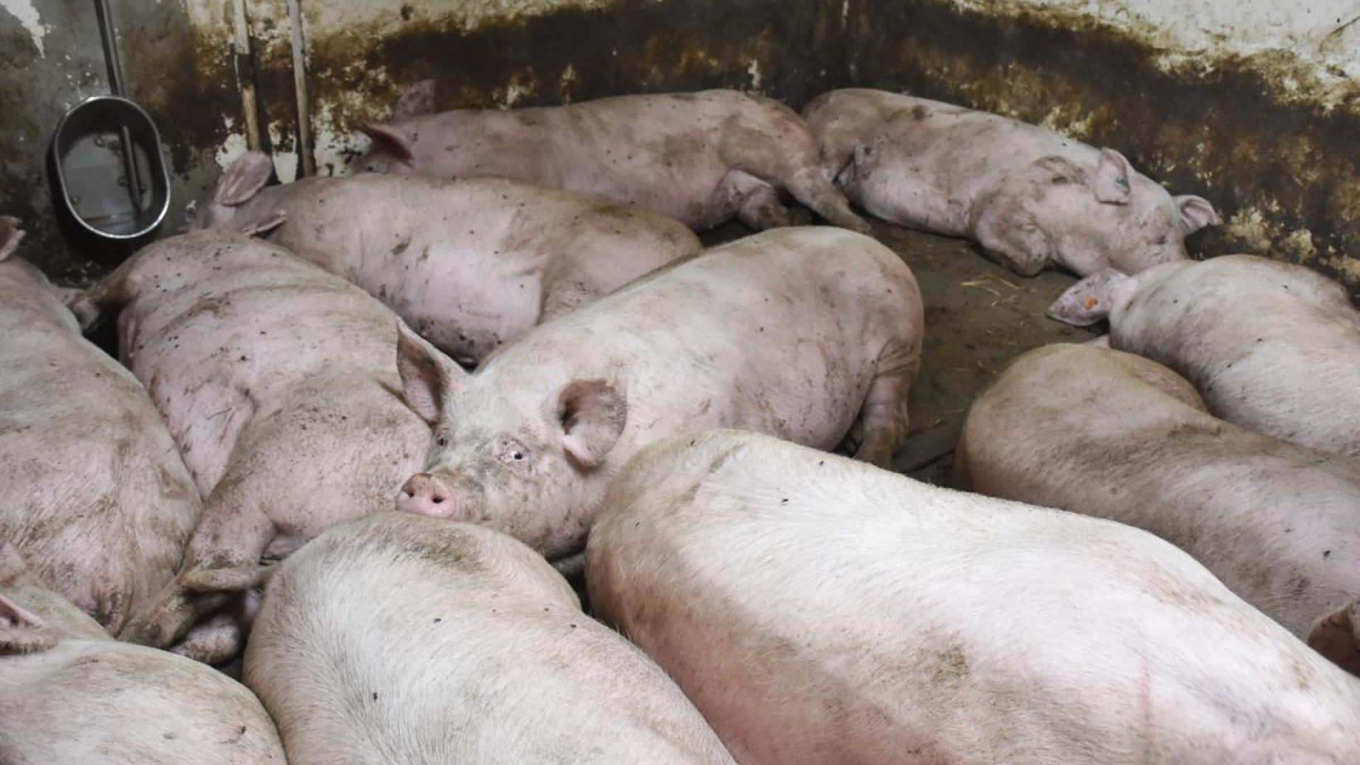 I gennemsnit bruges der 8,3 sekunder per svin til slagt om dagen. Foto: Cathrine Cocks/Dyrenes Beskyttelse