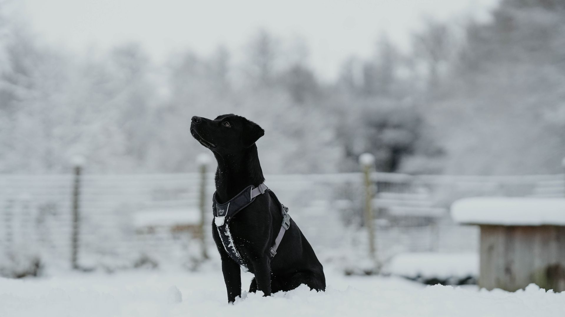 En stor sort hund sidder i sneen
