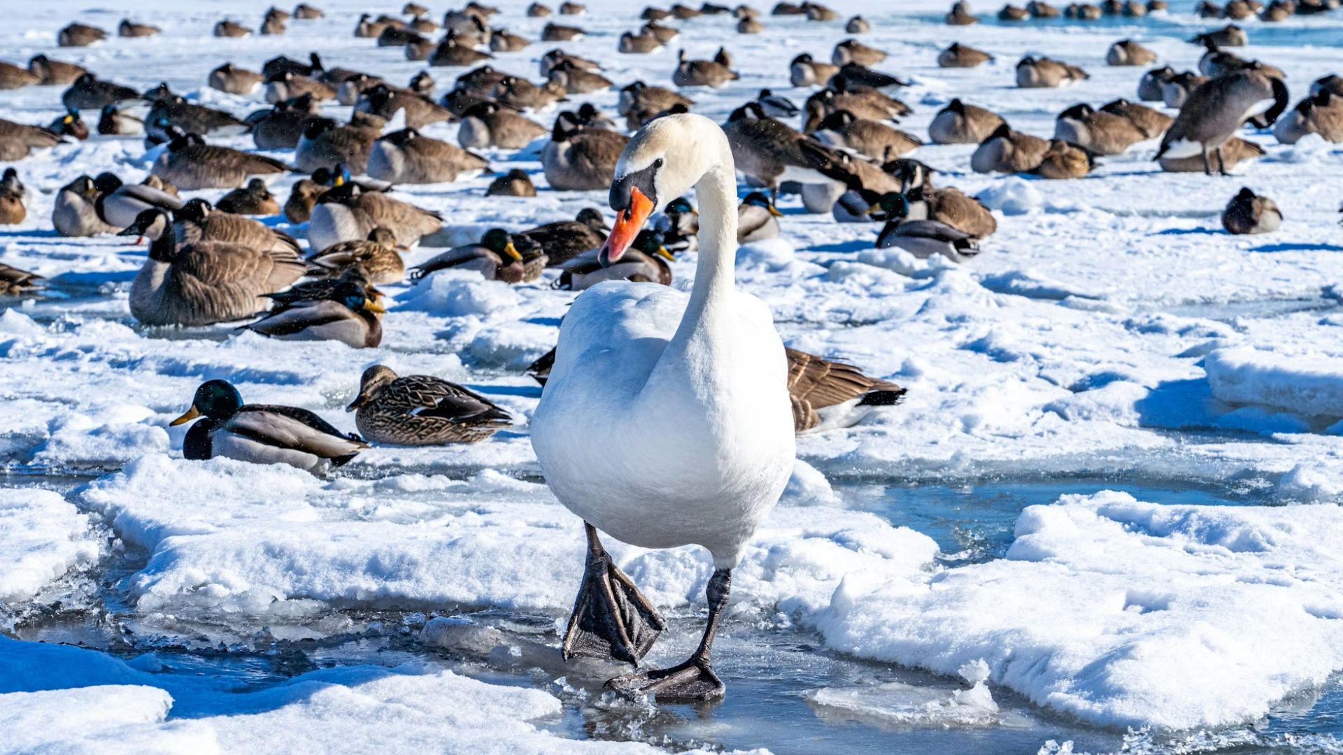 Svane og ænder på en frossen sø