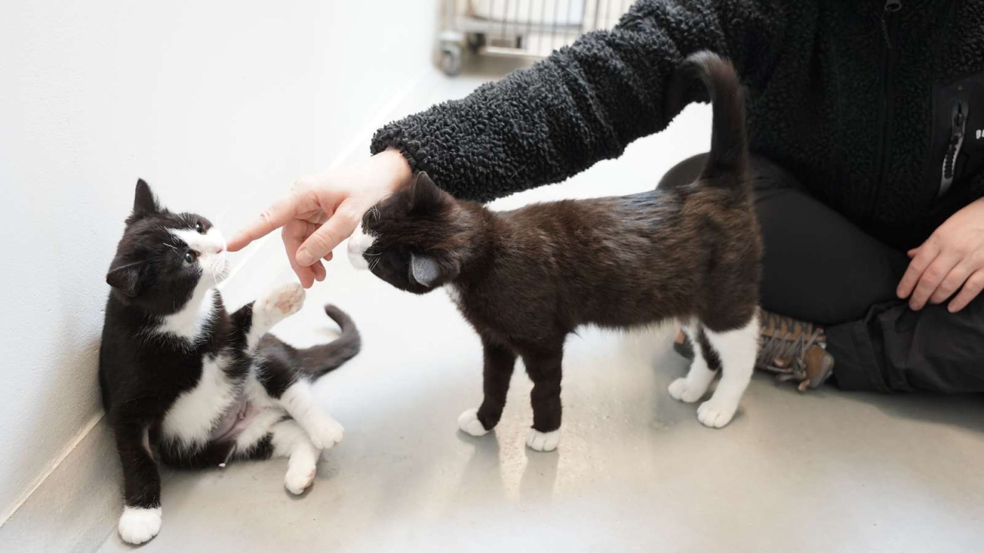 To katte, der ligner hinanden fuldstændig kæler med et menneskes hånd.