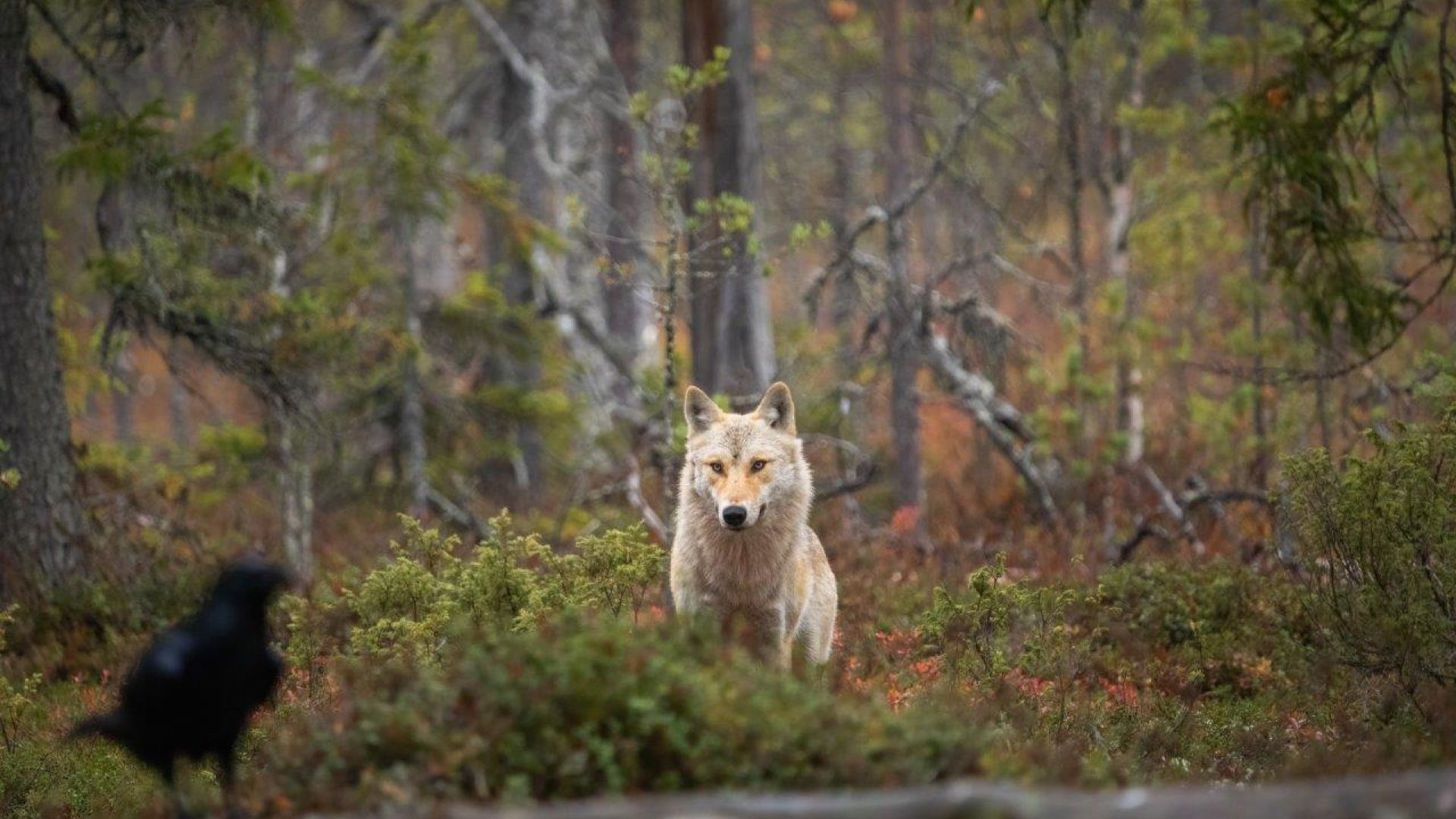 En ulv ses i en skov, hvor den har fået øje på en fugl i forgrunden.